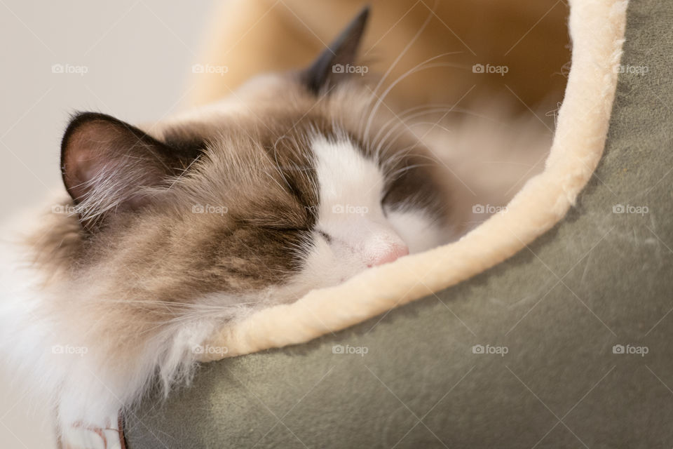 A sleeping ragdoll cat 