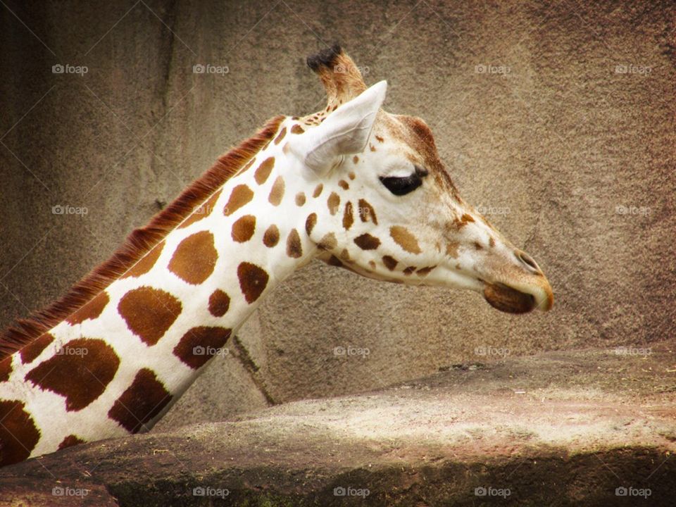 "Spotted" A Giraffe