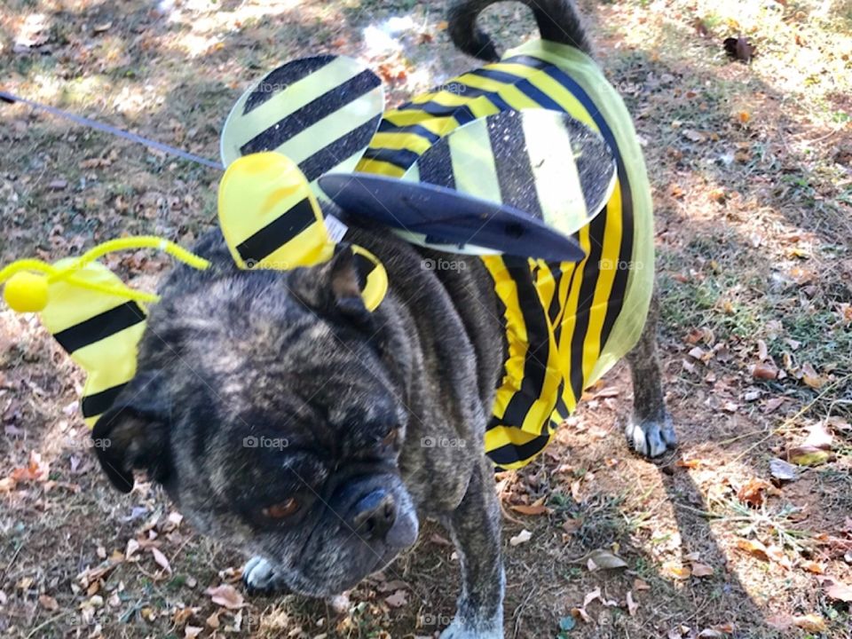 Bee Boy