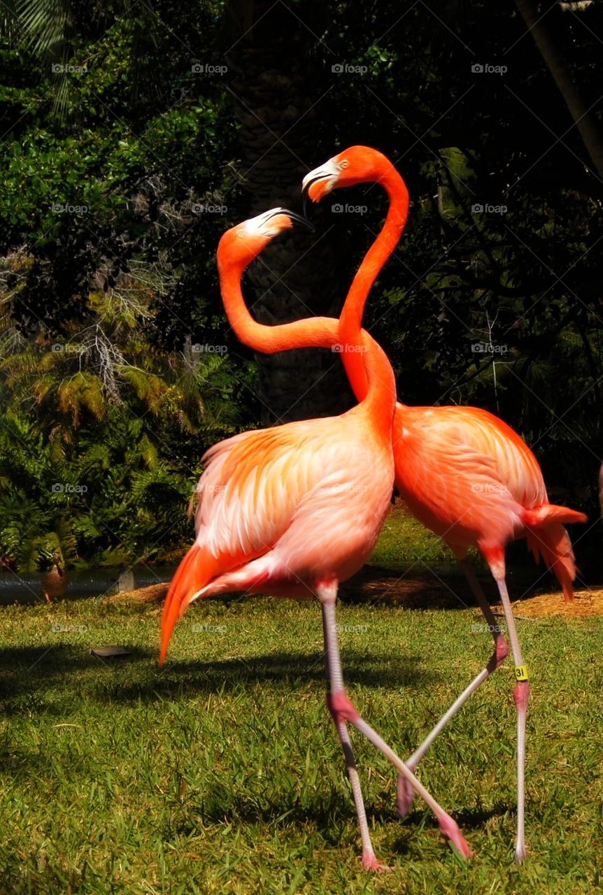 Flamingo dance