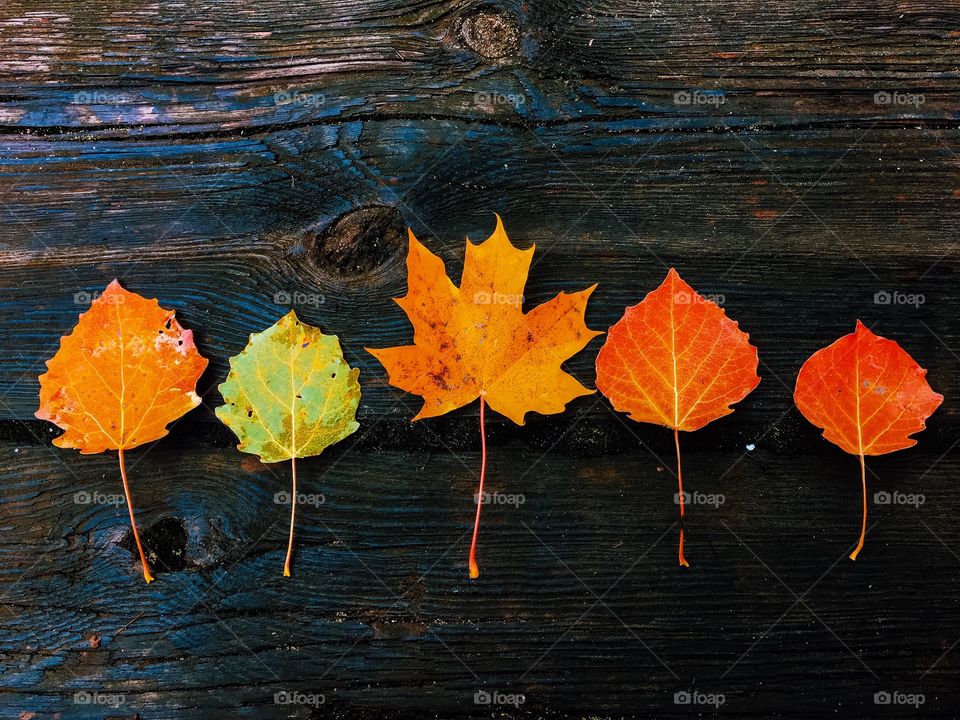 Autumn leaves on wooden surface