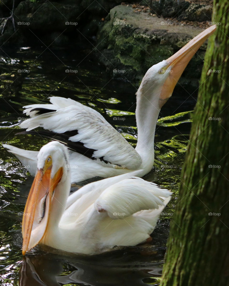 White Pelican eating fish
