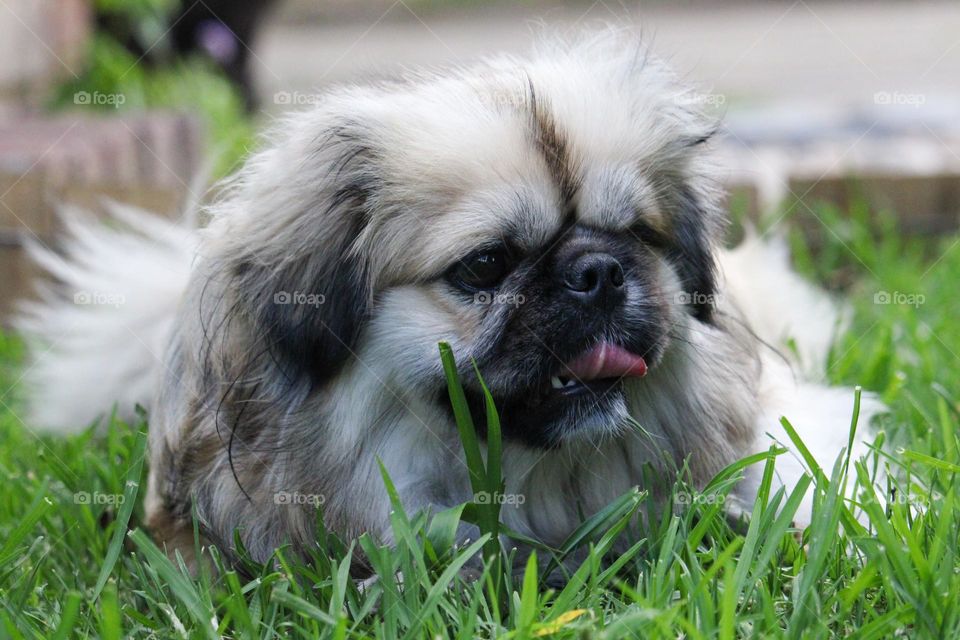 Pekingese dog laying on the grass looking away from the camera