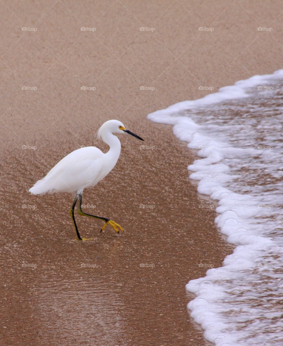 Snowy egret at beach