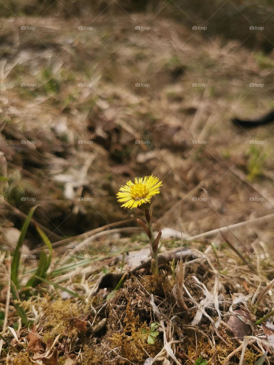 Absolutely adorable tiny and vivid yellow wild flower is first spring plant on a high hills 
