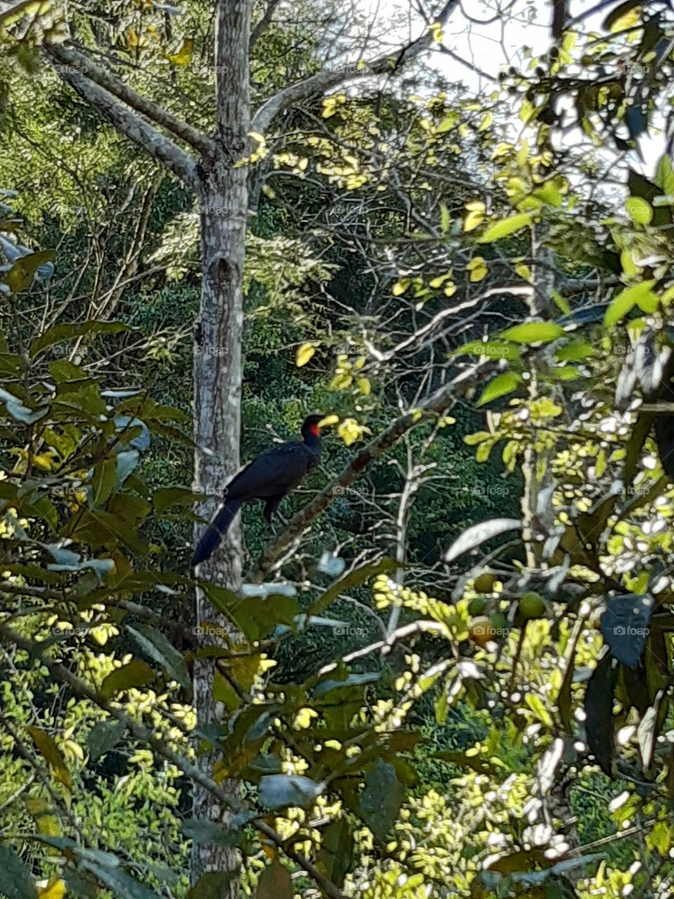 Pássaro negro,  comum nas nossas matas levs o nome popular de jacú.