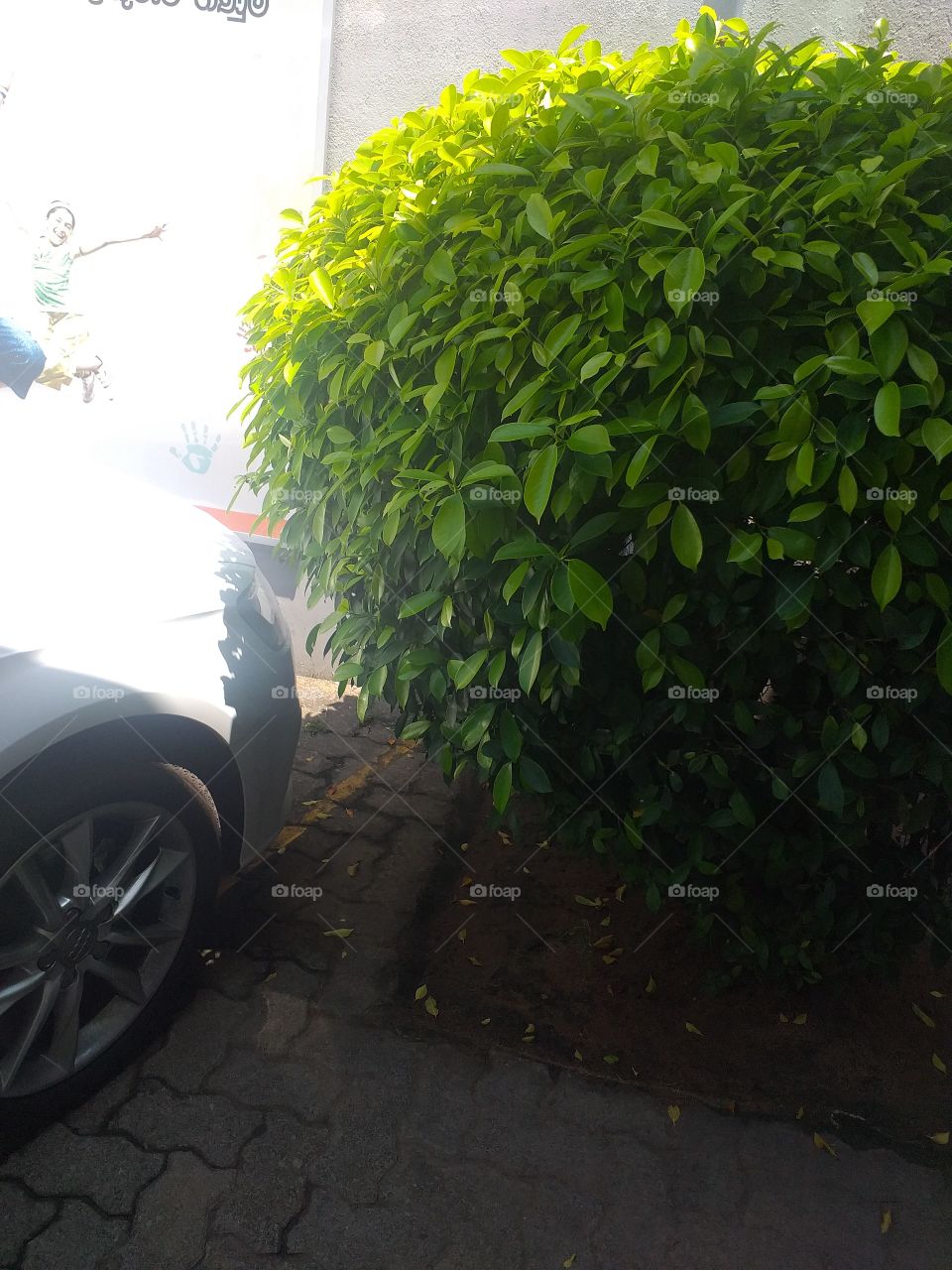 car and bush