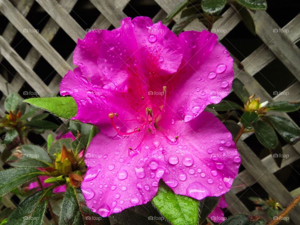 Azaleas with Waterdrops