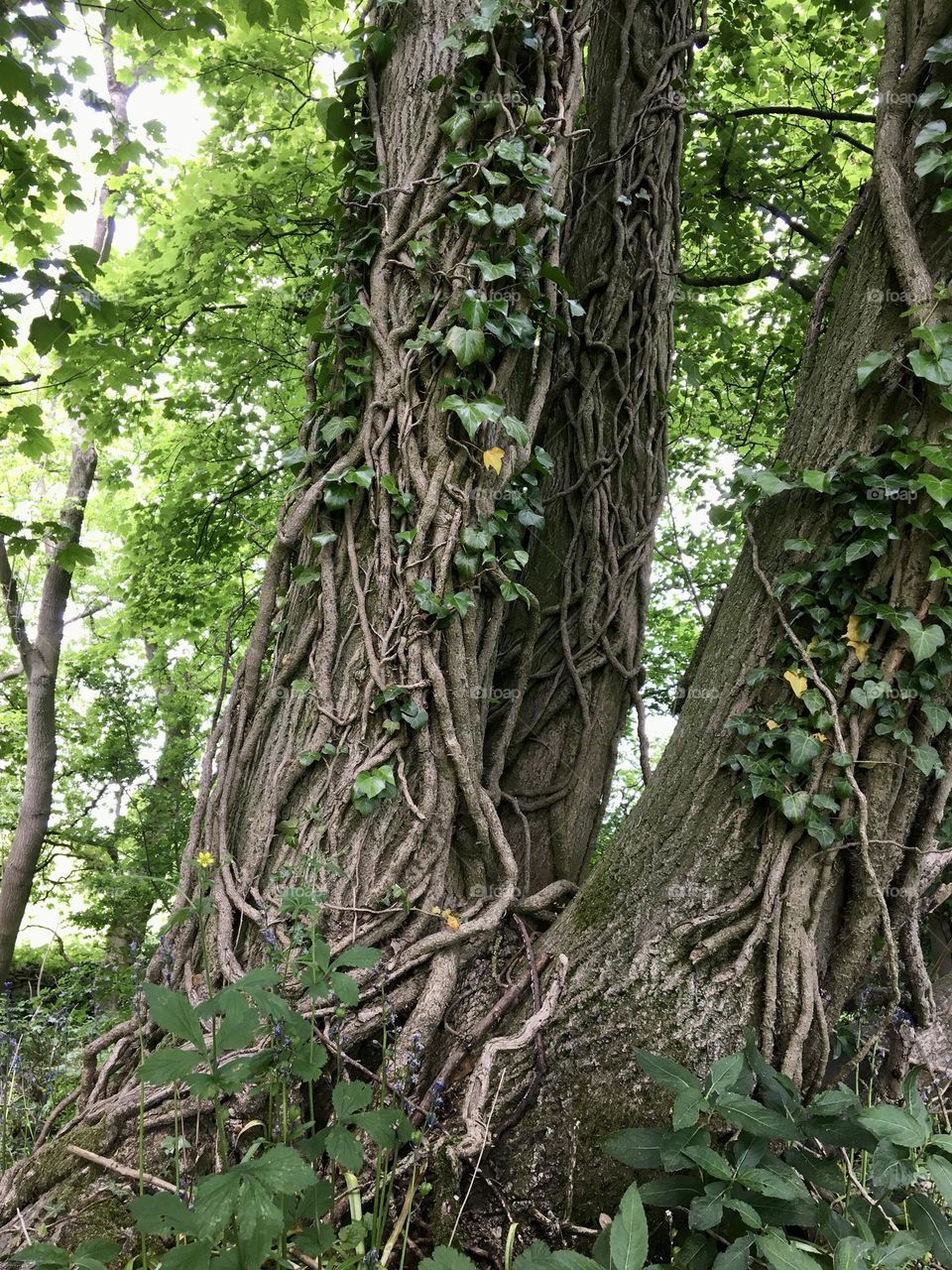 Creepers climbing up a tree 