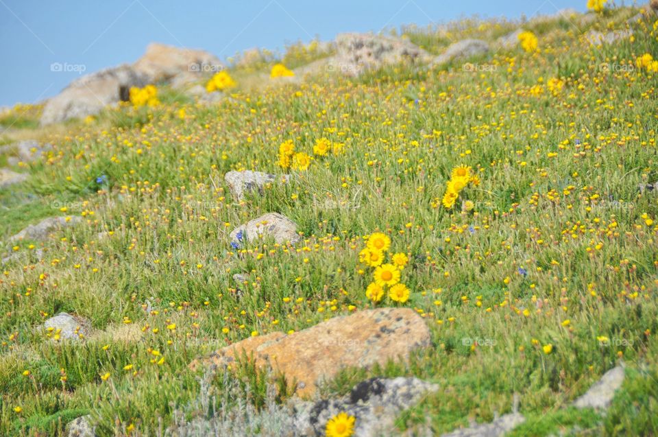An alpine meadow on a very sunny summer day. Wildflowers carpet the ground in color.
