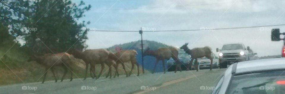 Elk traffic jam