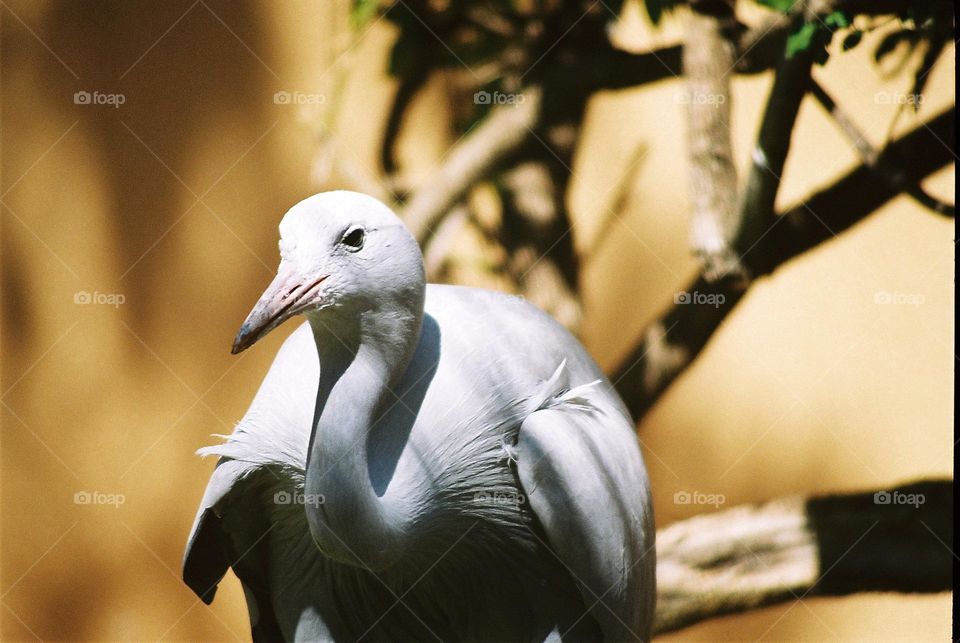 Blue Crane . South Africa's national bird.