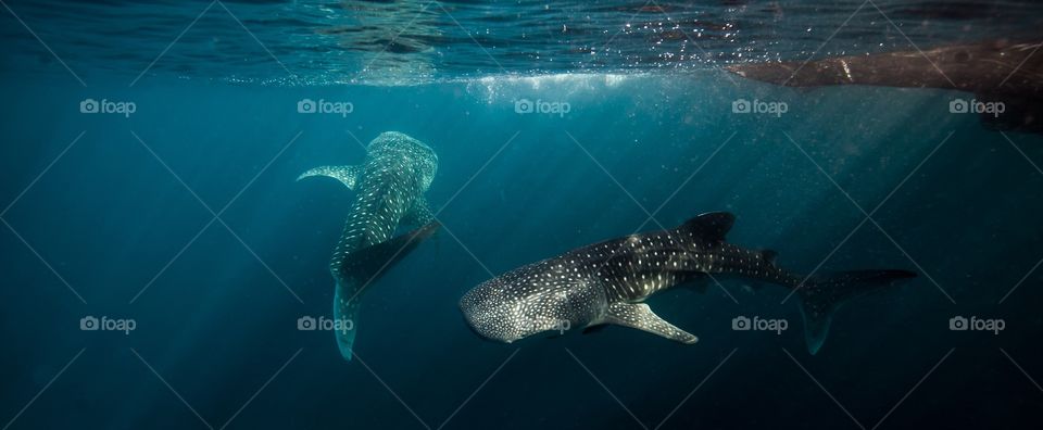 Whale swimming in the sea