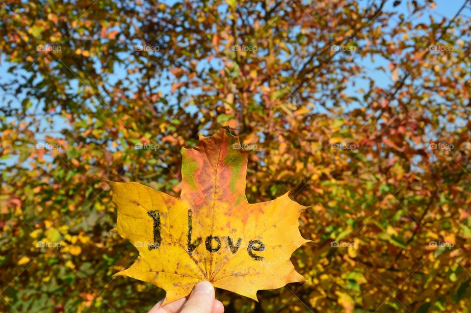 yellow leaves