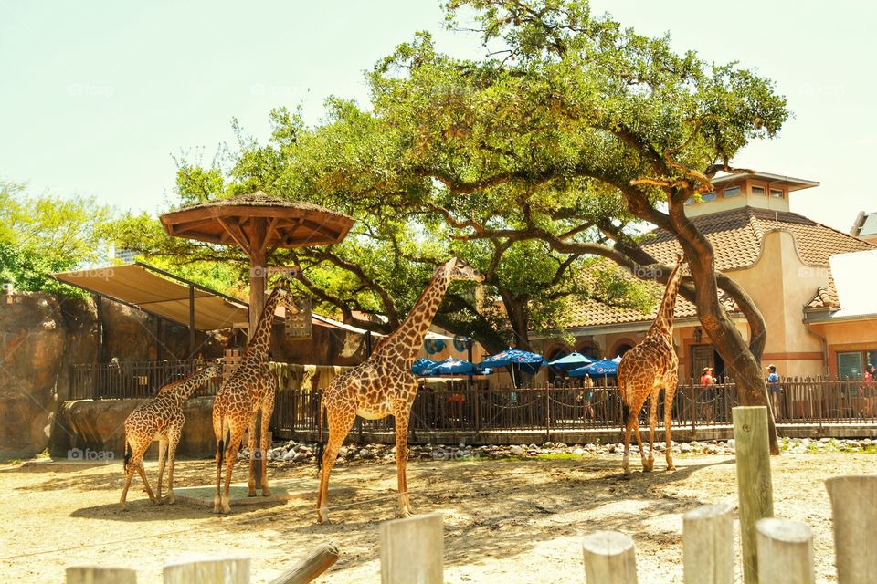 Giraffes at Houston zoo
