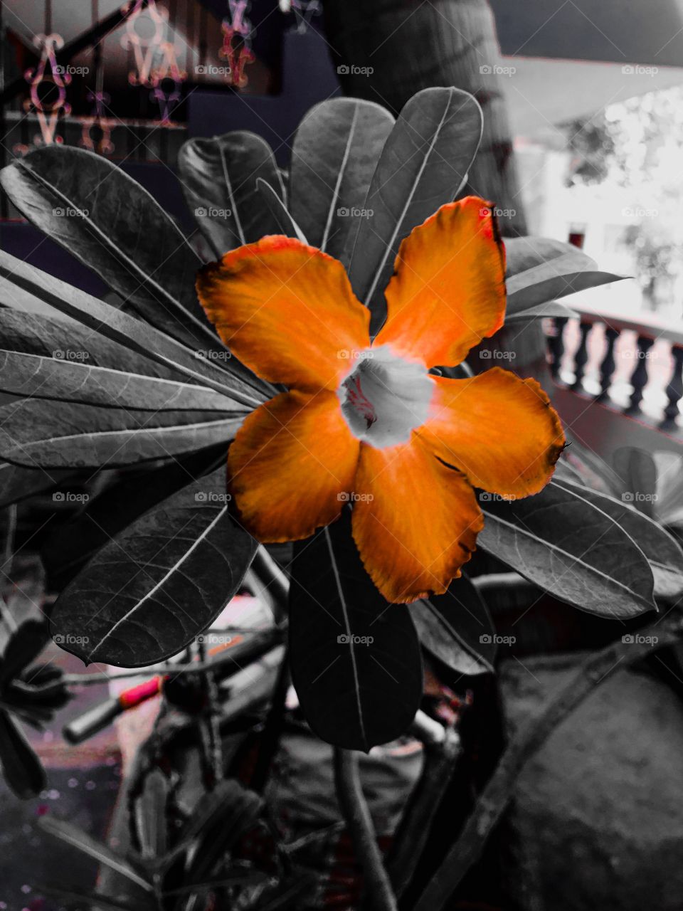 Black&white and color of the leaves and flower 🌹
