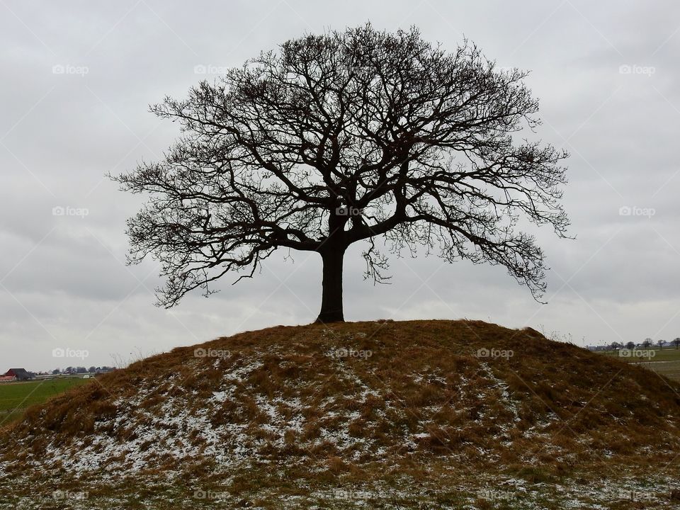 Oak tree in Winter