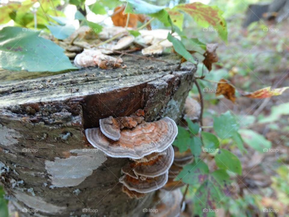 Tree fungus on a stump