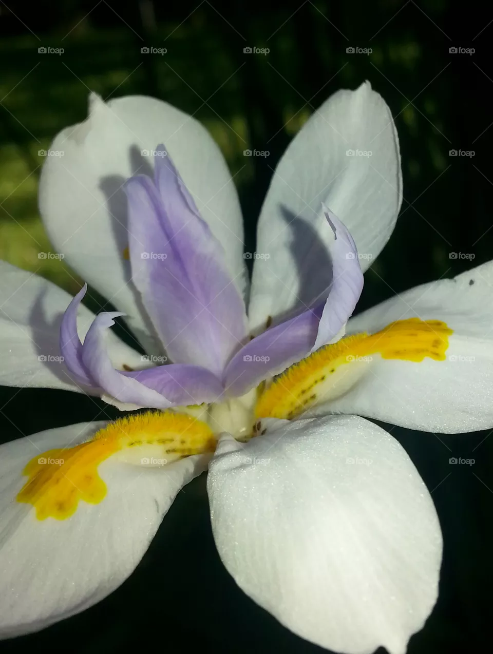 flower