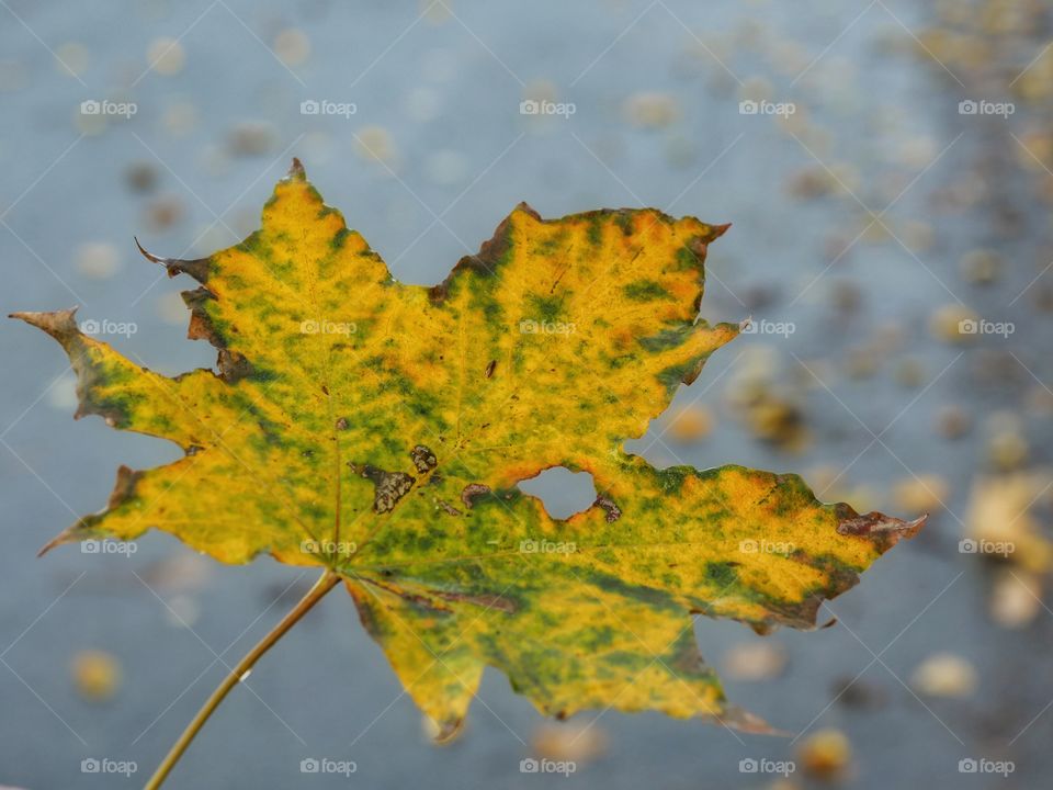 Autumn leaf