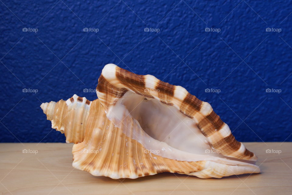 Seashell