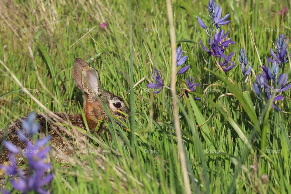 Bunny hiding in green grass