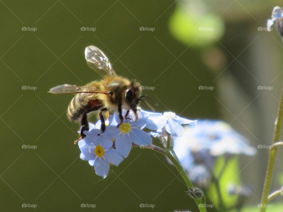 bee perched on forget-me-not flowers