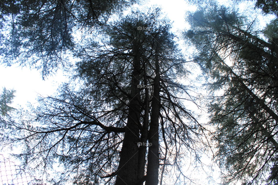 Long and High Himalayan Trees located in Manali Himachal Pradesh India