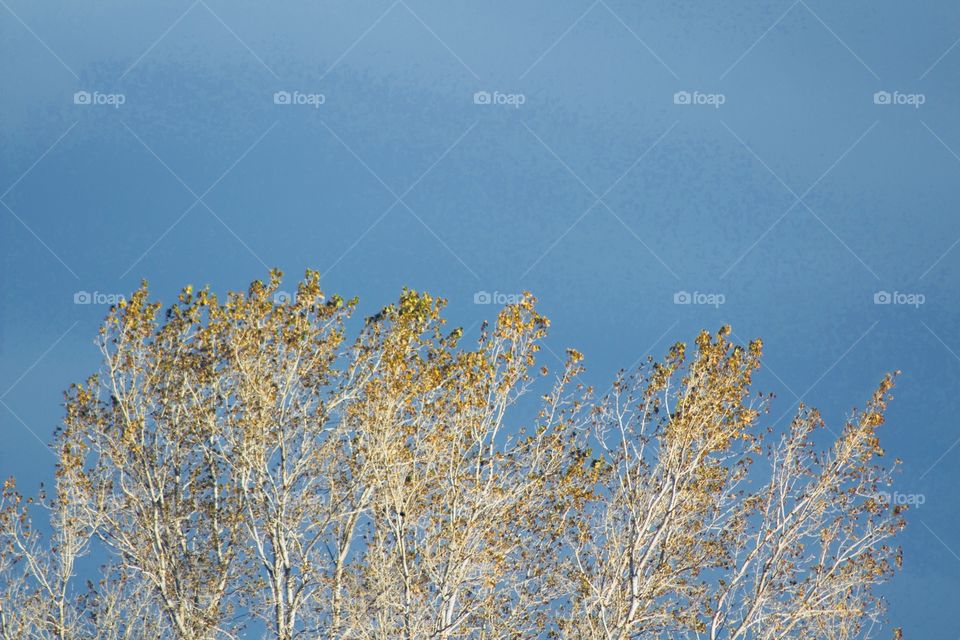 Trees, with a few remaining leaves during autumn, illuminated by sunlight with a  threatening sky in the background 