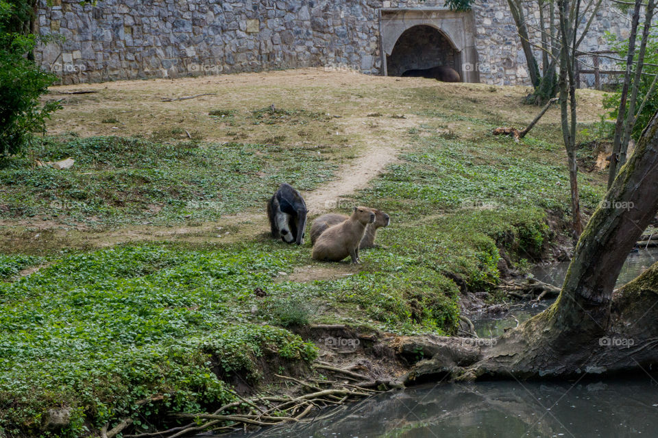 Anteater and two capybaras near a lake