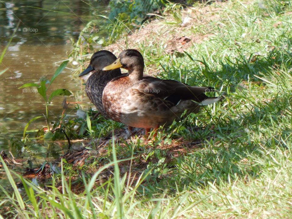 Nature’s Scenery, Duck Couple 