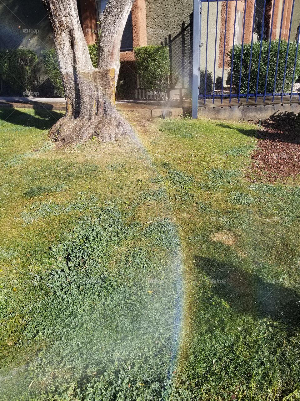 Sprinkler Rainbows!