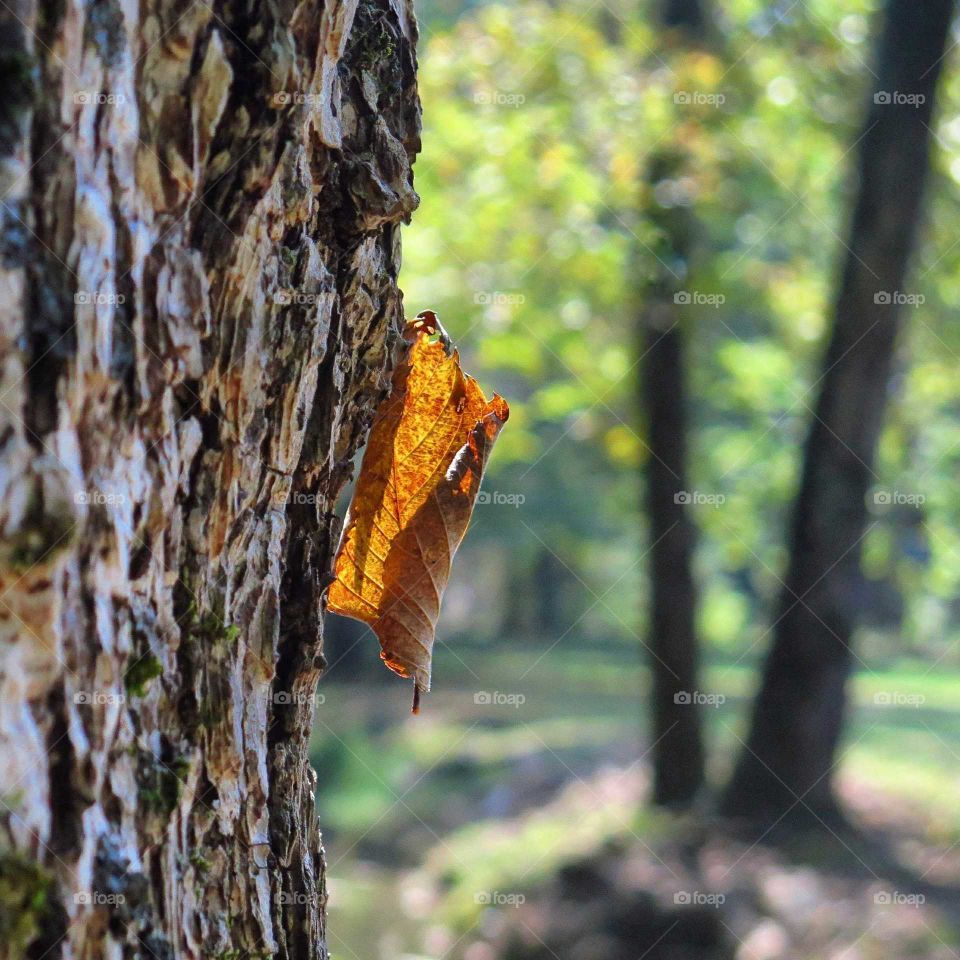 A golden leaf latched onto the bark of a tree