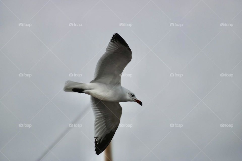 A seagull in flight