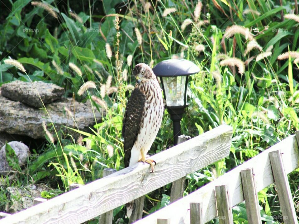 Peregrine falcon resting by a pond