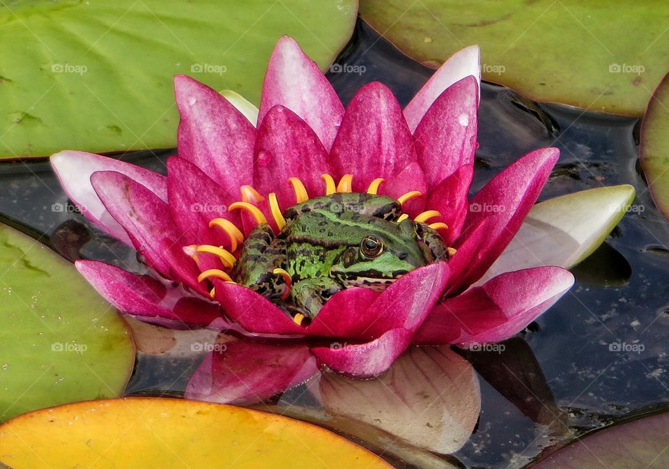 Frog on waterlilly