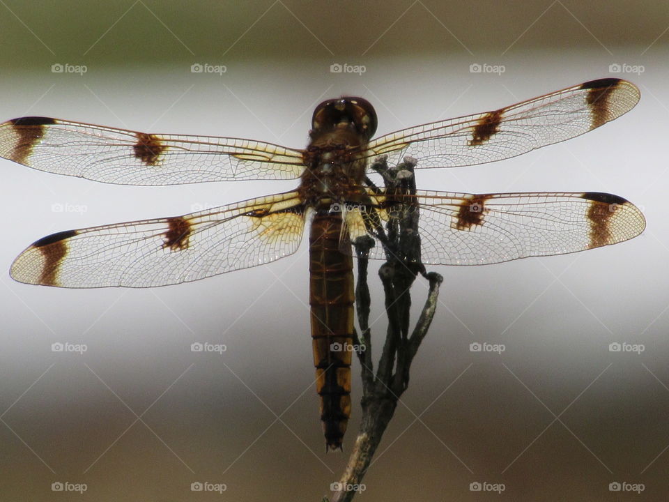 Dragonfly, Insect, Damselfly, Odonata, Animal