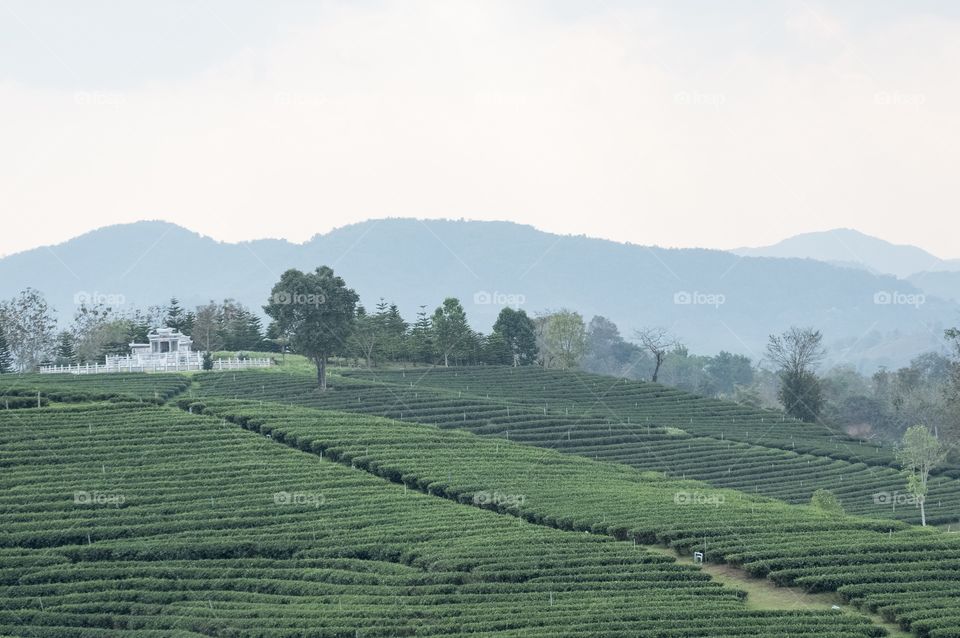 Chengrai/Thailand:February 16 2019-Chui Foung ,beautiful tea plantation 