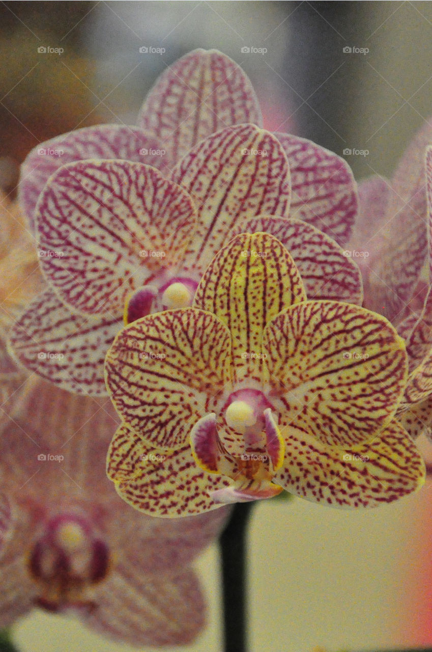 Orchids