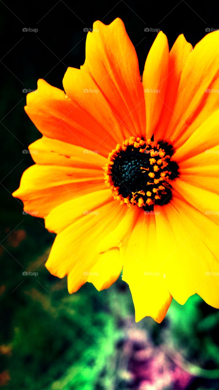 Enhanced Yellow Coreopsis Bloom