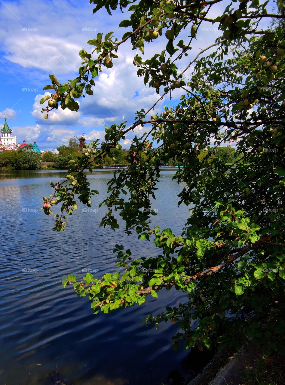 A wild apple tree bent under a load of apples on the river.  behind the blue river of the dome of the tower among the trees