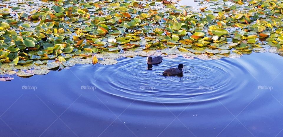 Ducks swim