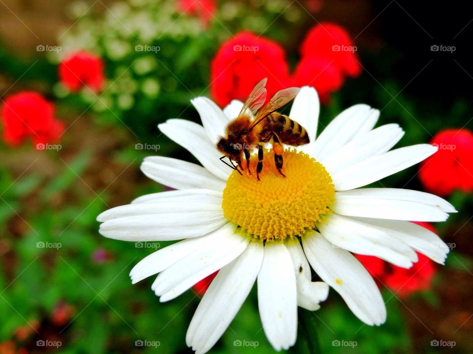 Bee on flower