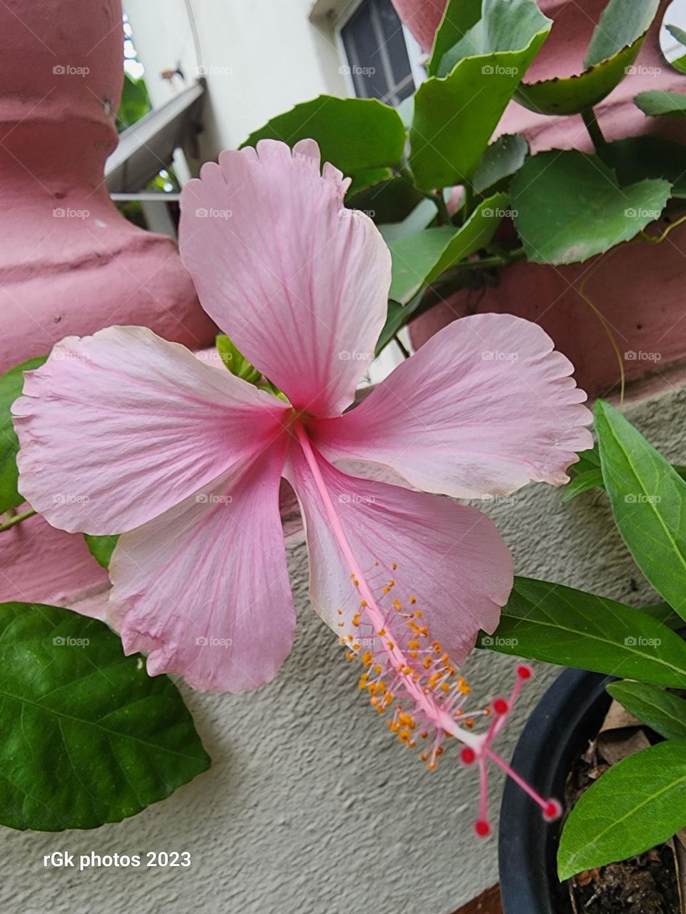 pink pink delicate hibiscus