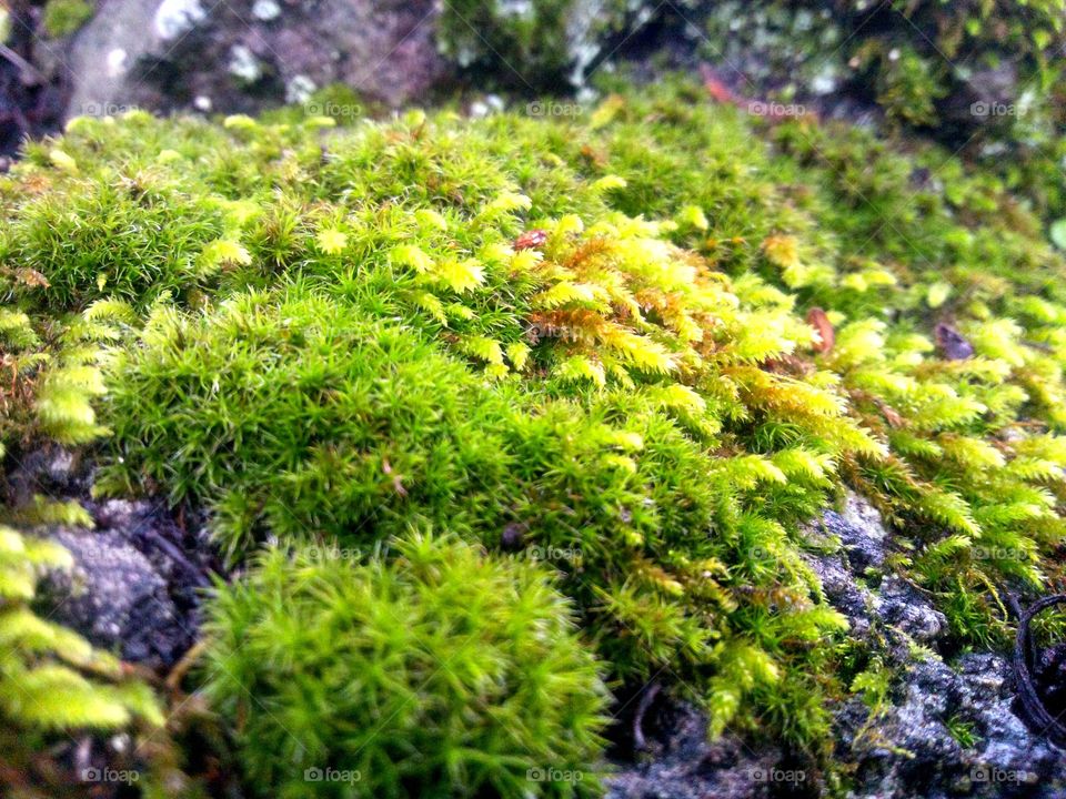 Moss carpet