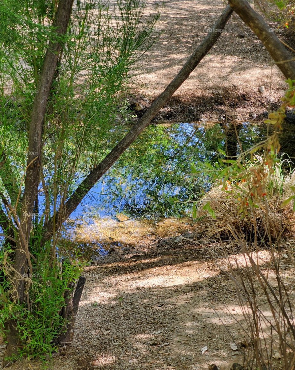 Trees Reflecting in a Desert Stream