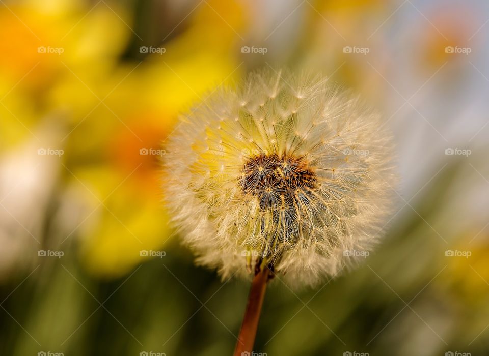 Daytime Closeup of dandelion in front of daffodils in spring