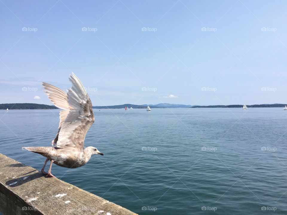 Bird flying near sea