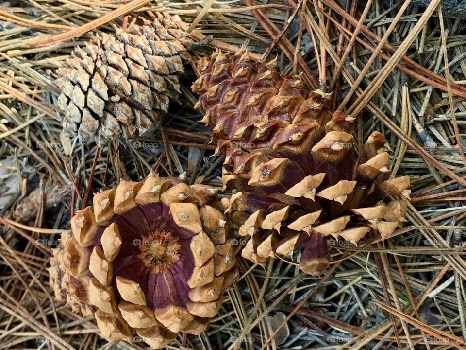 Three Pine Cones