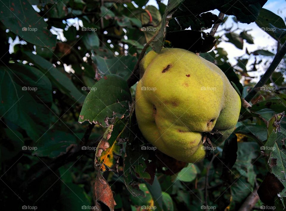 quince fruit tree